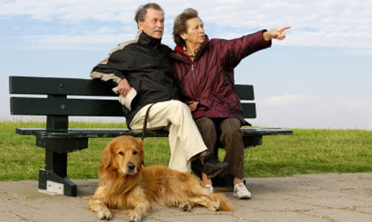 Arthritis Pain Relief For Dogs Natural