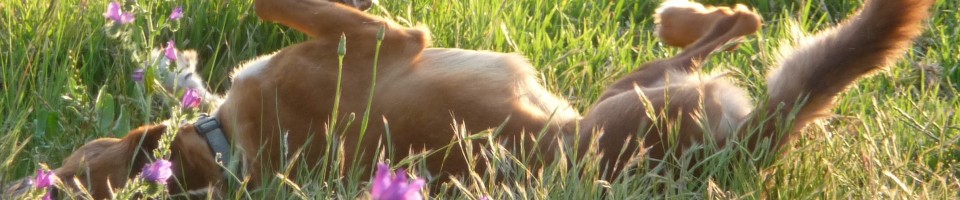 Arthritis Treatment For Dogs Natural