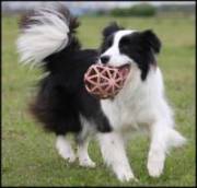 Arthritis Treatment For Dogs Natural