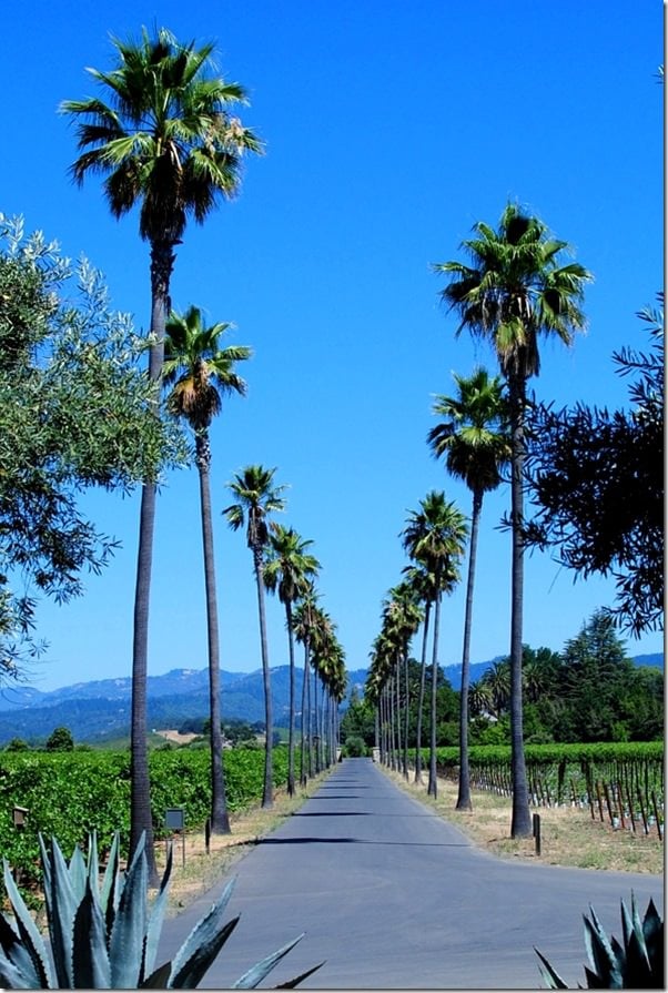 Best Wineries In Napa For Tasting