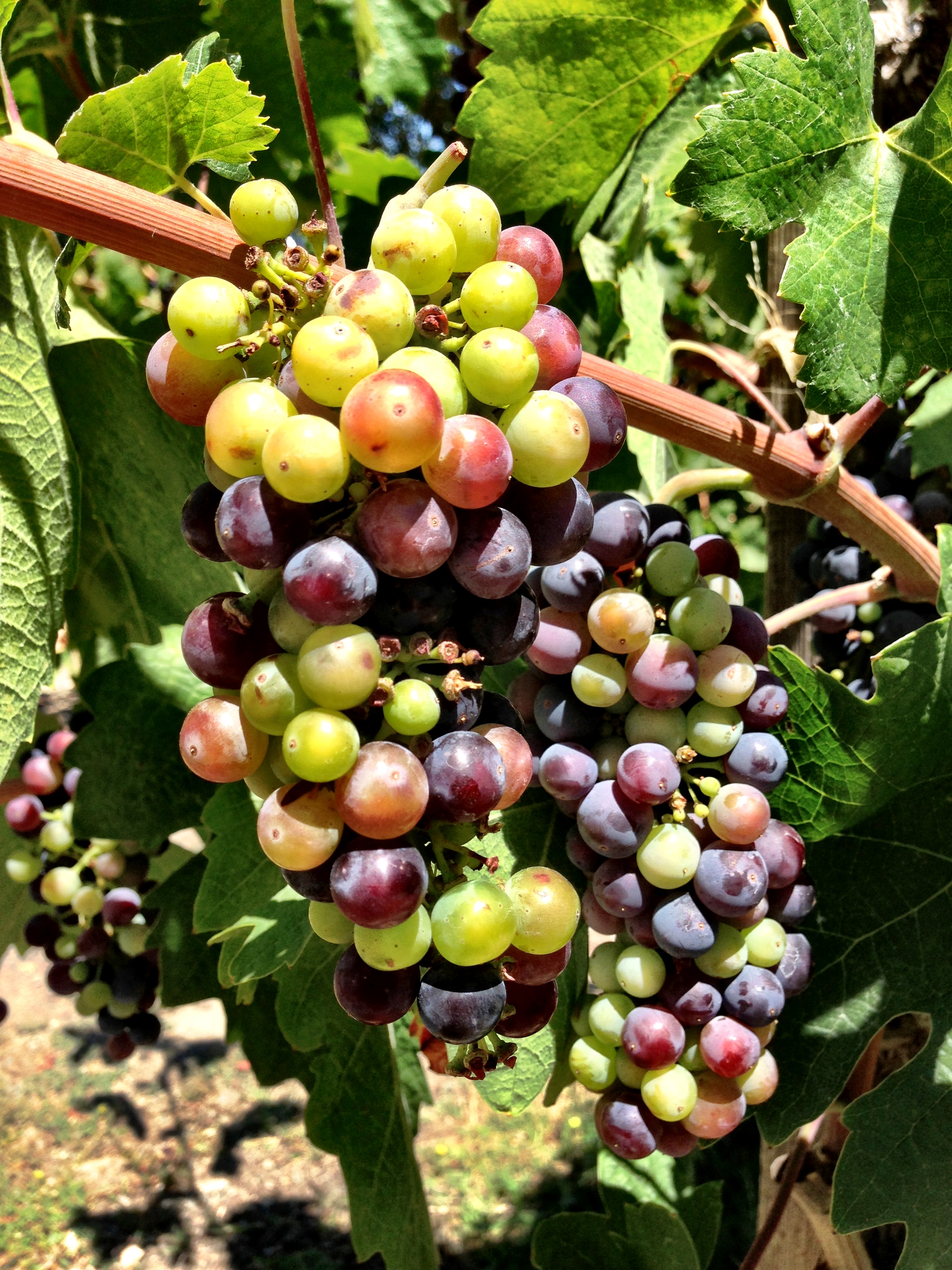 Best Wineries In Napa Valley To Visit