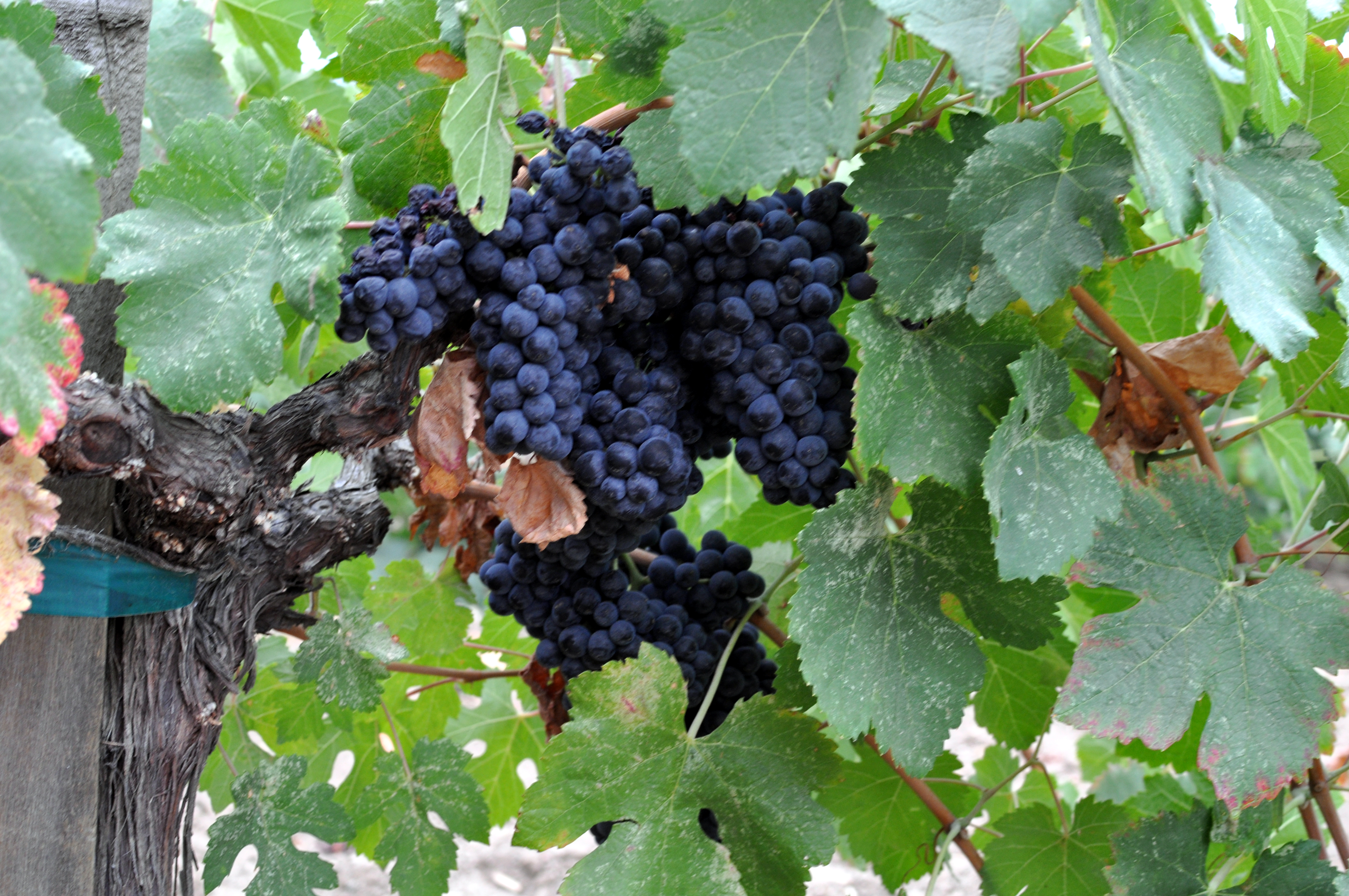 Best Wineries In Napa Valley Tripadvisor