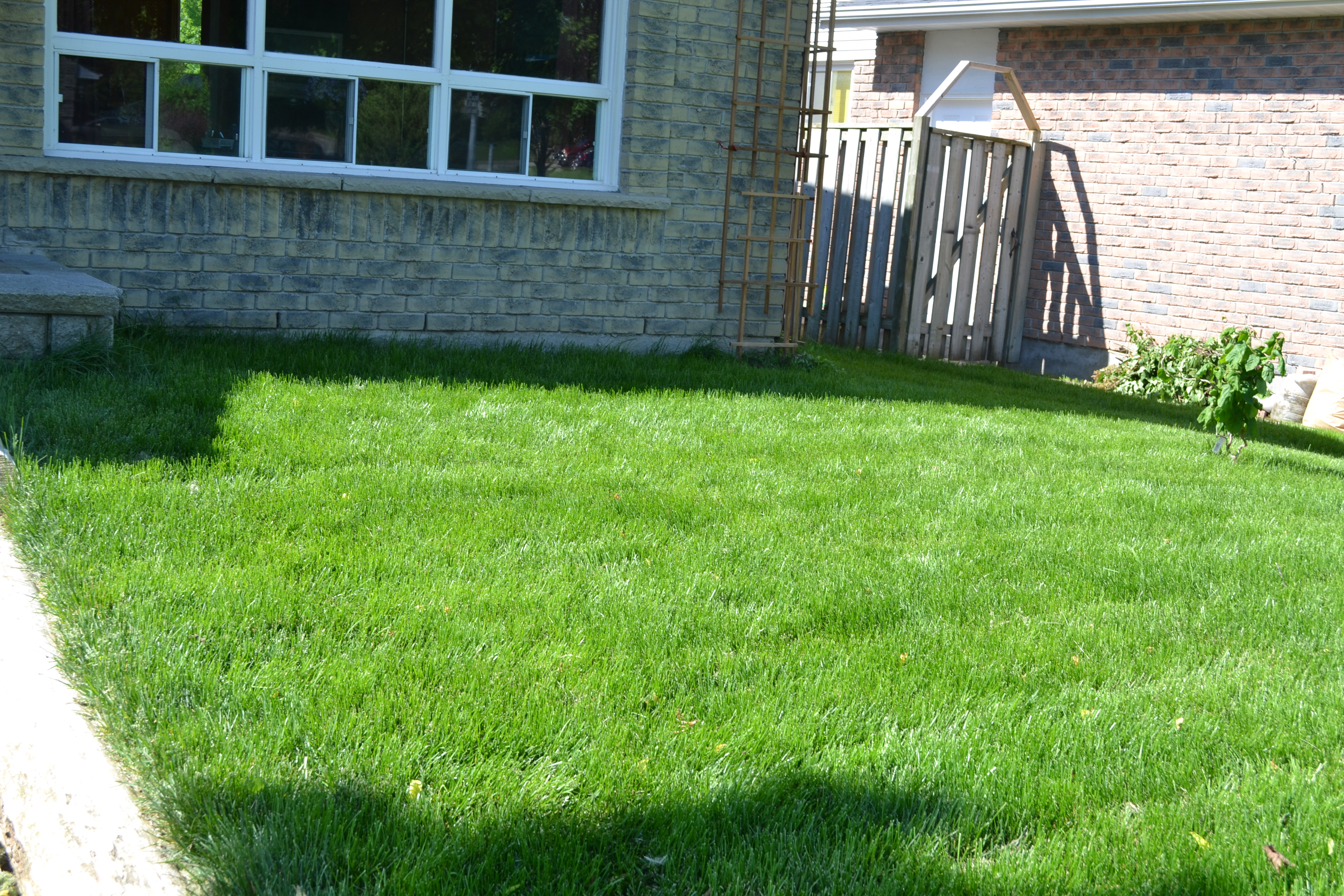 Kentucky Bluegrass Lawn Care