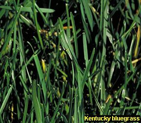 Kentucky Bluegrass Lawn Care