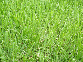 Kentucky Bluegrass Lawn Care
