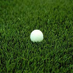 Kentucky Bluegrass Lawn Seed