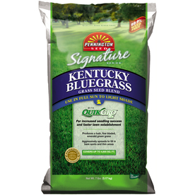 Kentucky Bluegrass Seed Lowes