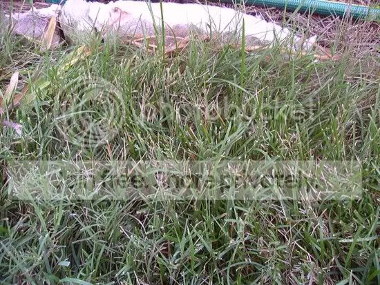 Kentucky Bluegrass Seed Lowes