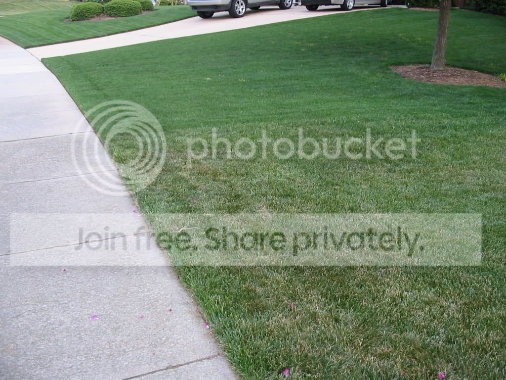 Kentucky Bluegrass Seed Lowes