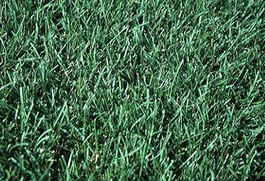 Kentucky Bluegrass Seeding Out