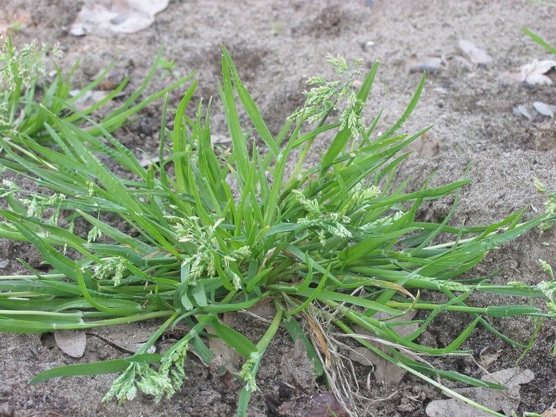 Kentucky Bluegrass Seedling