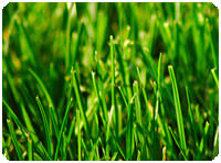 Kentucky Bluegrass Sod For Sale