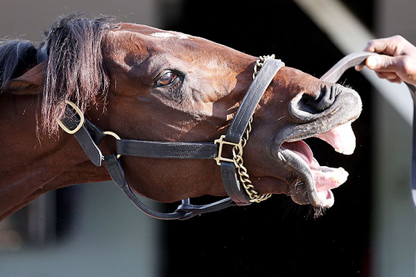 Kentucky Derby 2013 Orb Owner