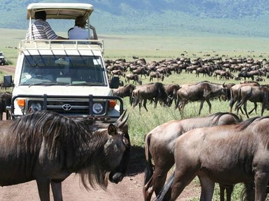 Kenya Safari Tours Packages