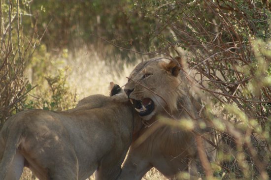 Kenya Safari Tours Tripadvisor
