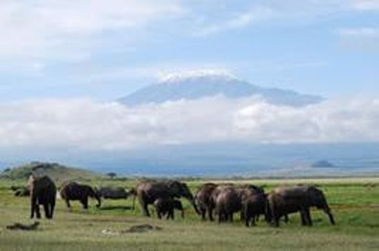 Kenya Safari Tours Tripadvisor