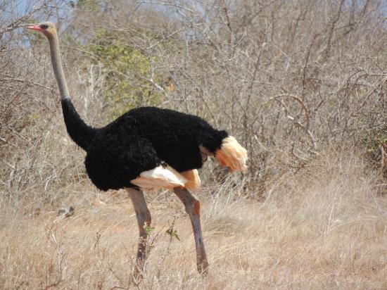 Kenya Safari Tours Tripadvisor