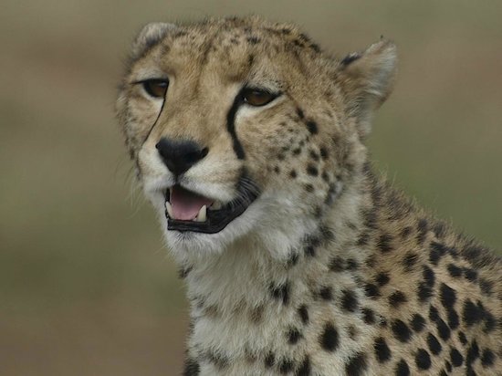 Kenya Safari Tours Tripadvisor