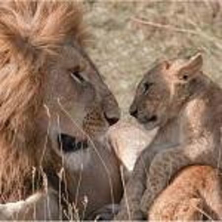 Kenya Safari Tours Tripadvisor