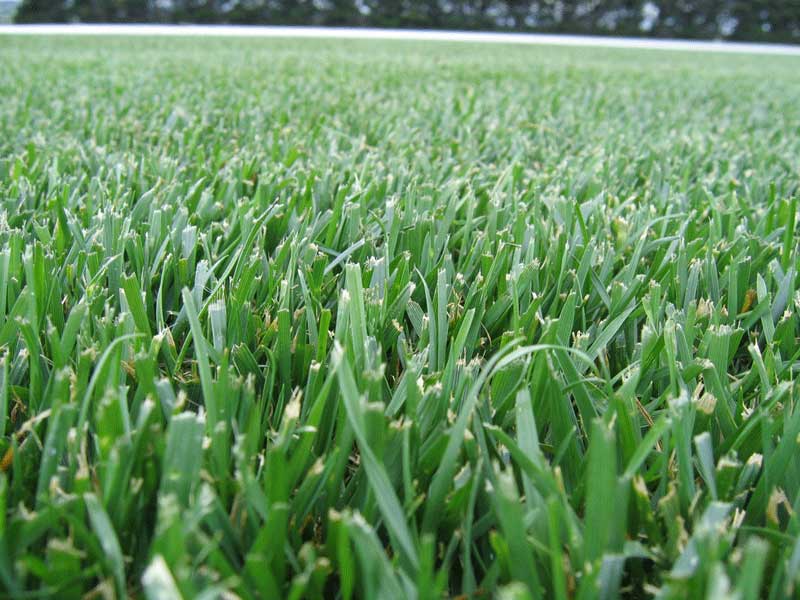 Pictures Of Kentucky Bluegrass Lawns