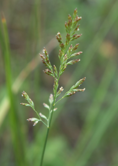Pictures Of Kentucky Bluegrass Lawns