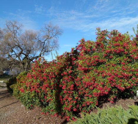 Privacy Screen Plants Southern California