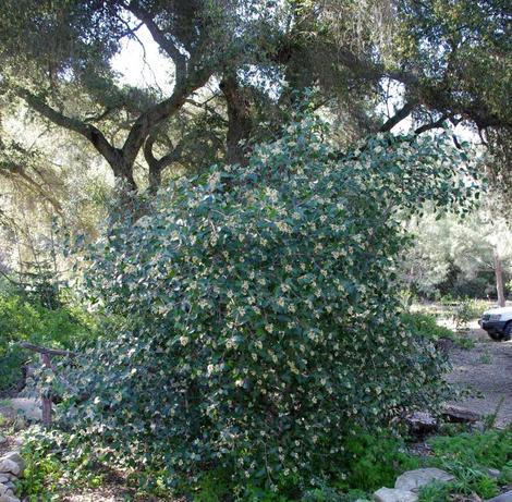 Privacy Screen Plants Southern California
