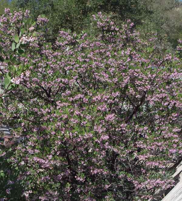 Privacy Screen Plants Southern California