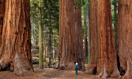 Privacy Trees California