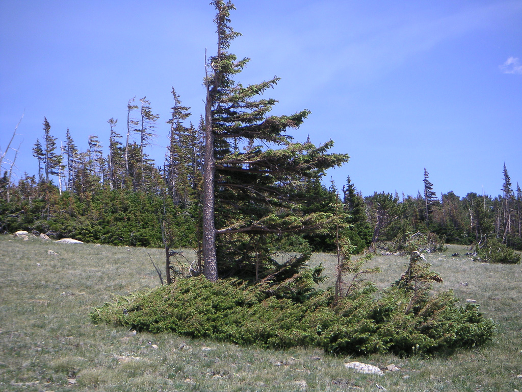Privacy Trees For Colorado