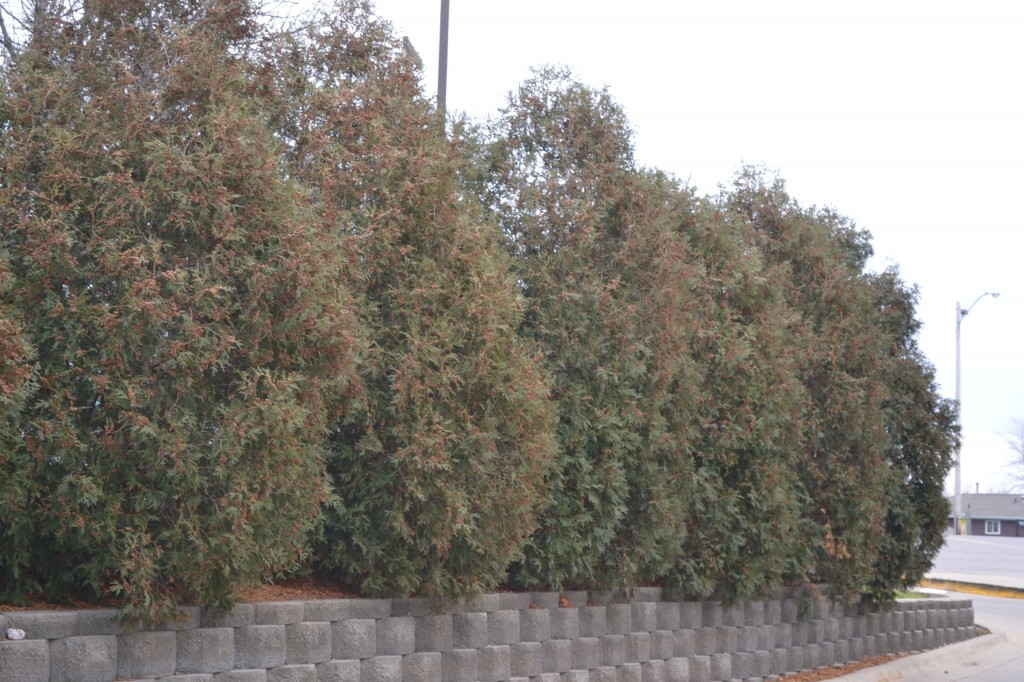 Privacy Trees For Colorado