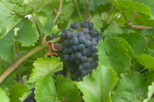 Wineries In Michigan Southwest