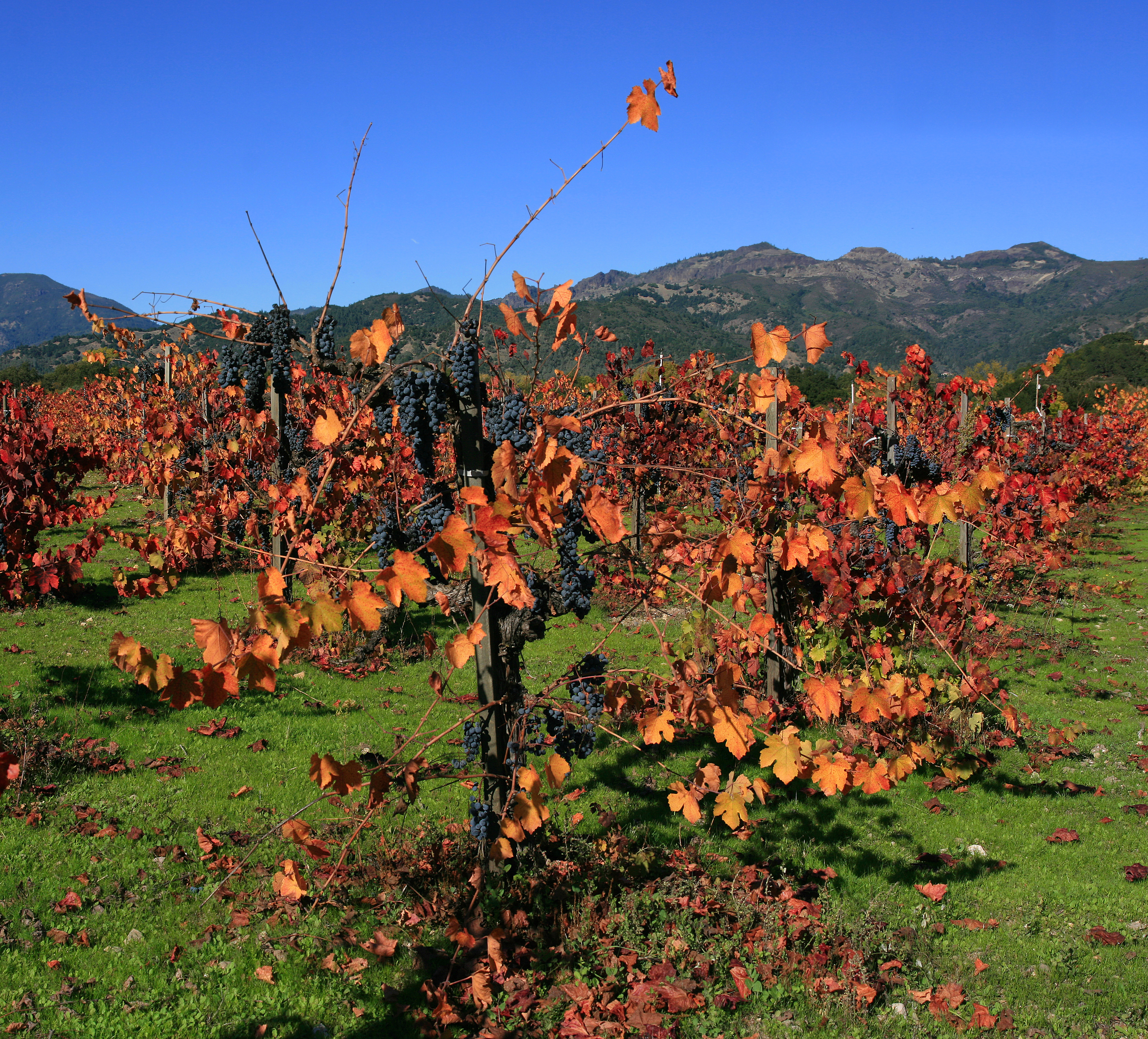 Wineries In Napa