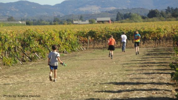 Wineries In Napa Valley With Lodging