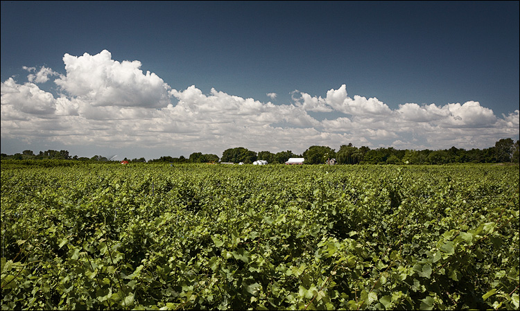 Wineries In Niagara