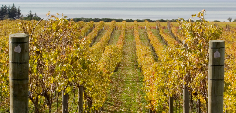 Wineries In Niagara