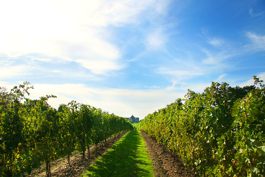 Wineries In Niagara